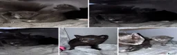Russian Blue cats for sale: Russian Blue x kittens - Advert 11
