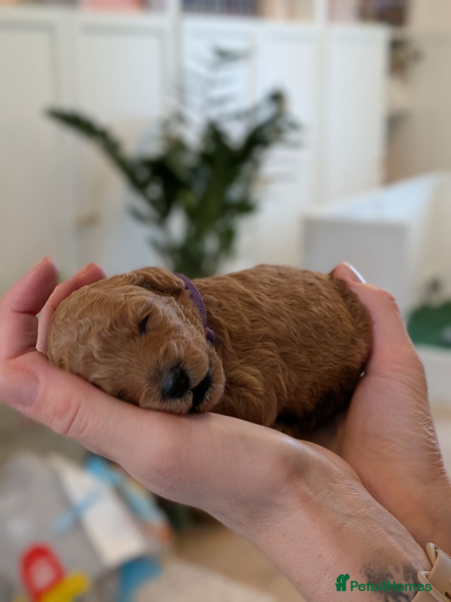 Miniature Poodle dogs KC Registered Red & Apricot Miniature Poodles - Advert 2