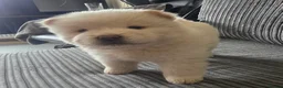 Chow Chow dogs for sale: 🐾Tiny trouble makers, ready to rule your home🐻 - Advert 20