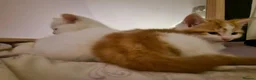 Mixed Breed cats for sale: Kittens in Harlow - Advert 9