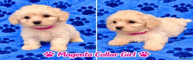 Magenta collar
