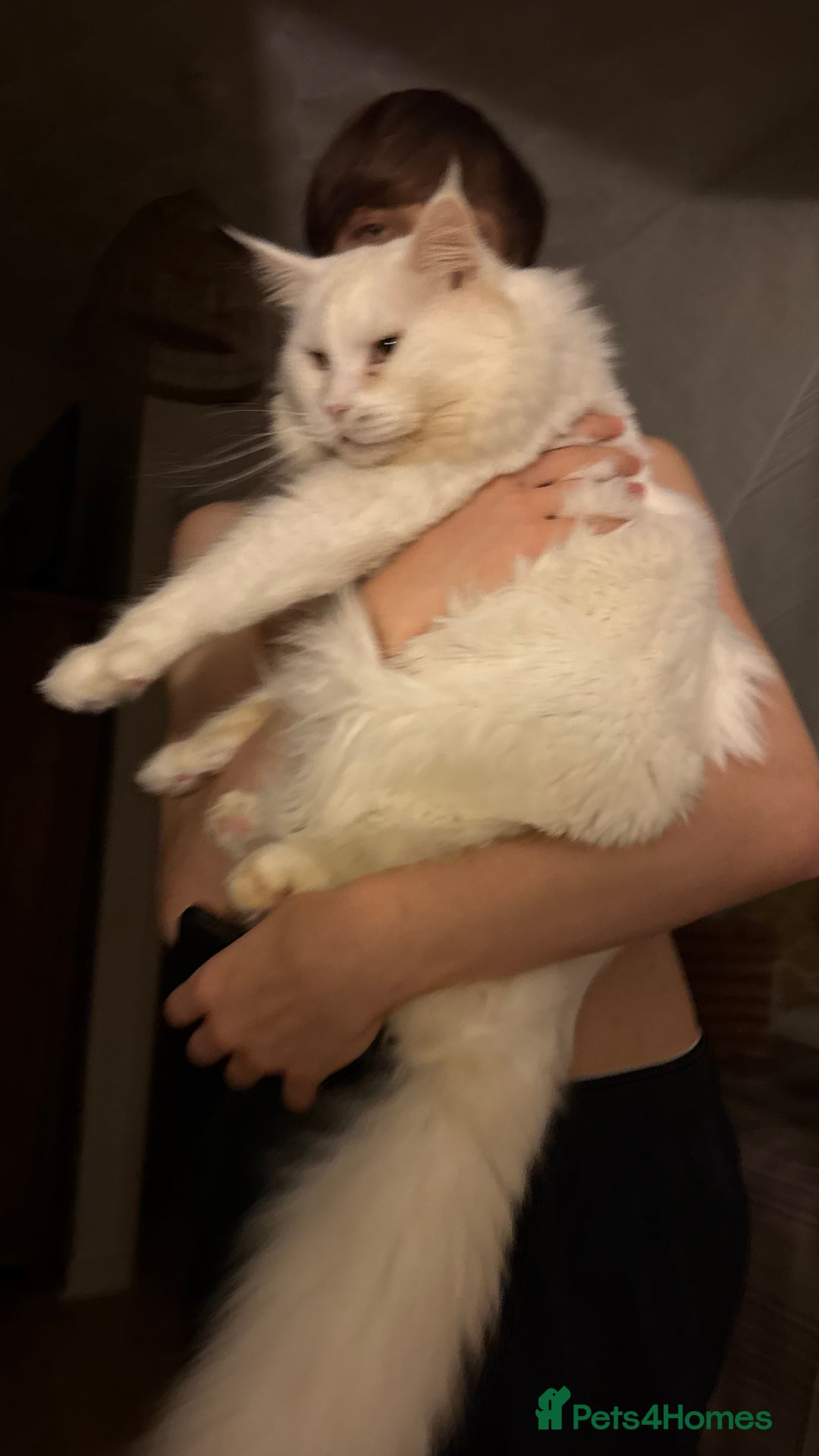 Maine Coon cats for stud: Maine Coon Male Available for Stud - Advert 6