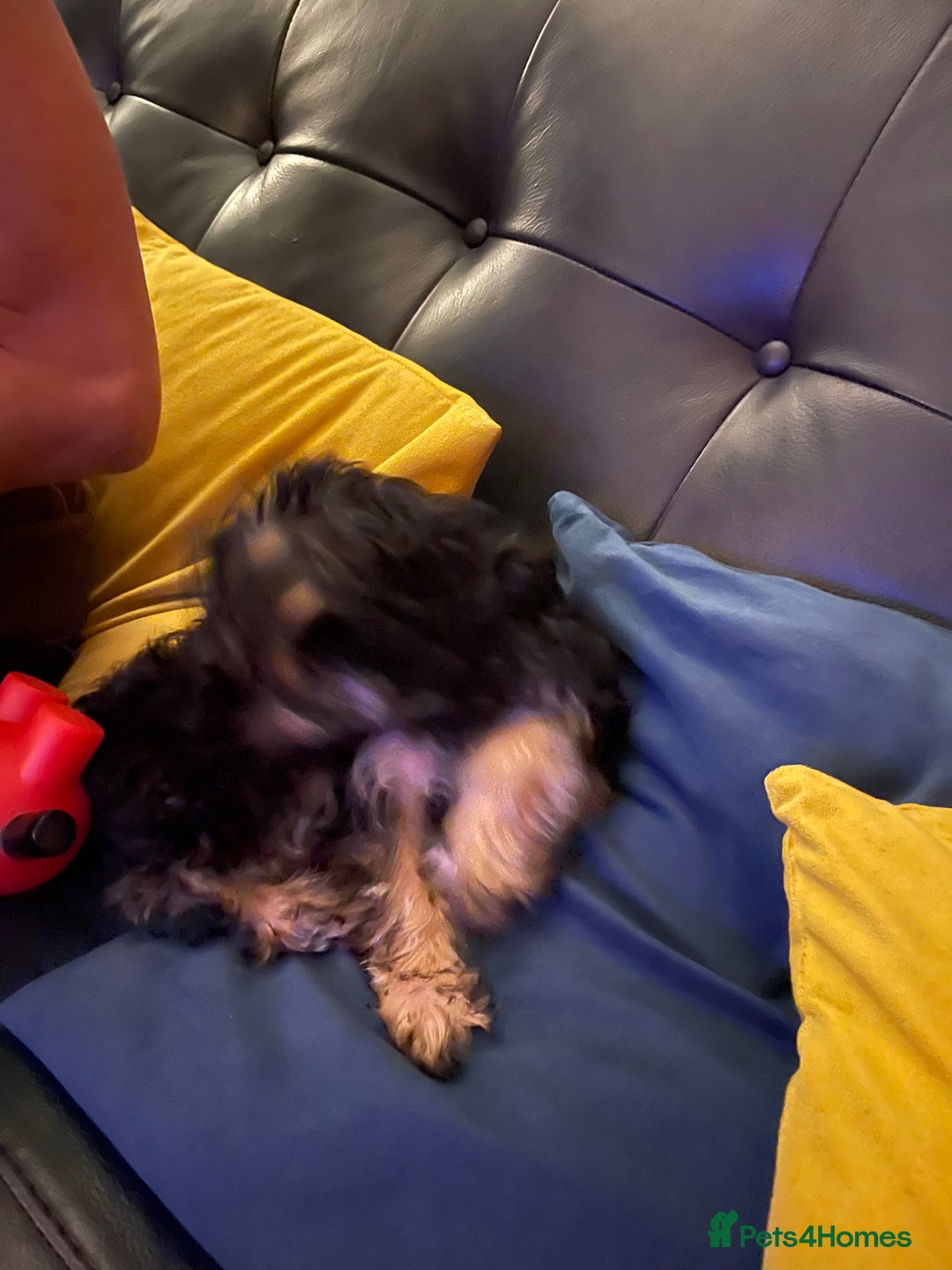 Mixed Breed dogs for sale: Adorable Morkie Poo puppies - Advert 5