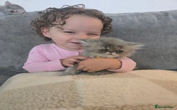 Persian cats for sale: Persians  - Image 24