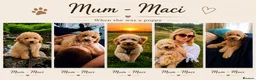 Australian Labradoodle dogs for sale: Multigenerational Australian Labradoodle  - Advert 8