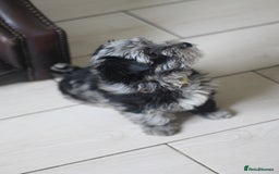 Yorkshire Terrier dogs for sale: Rare Colourful Pedigree Yorkies Certified Breeder - Image 18