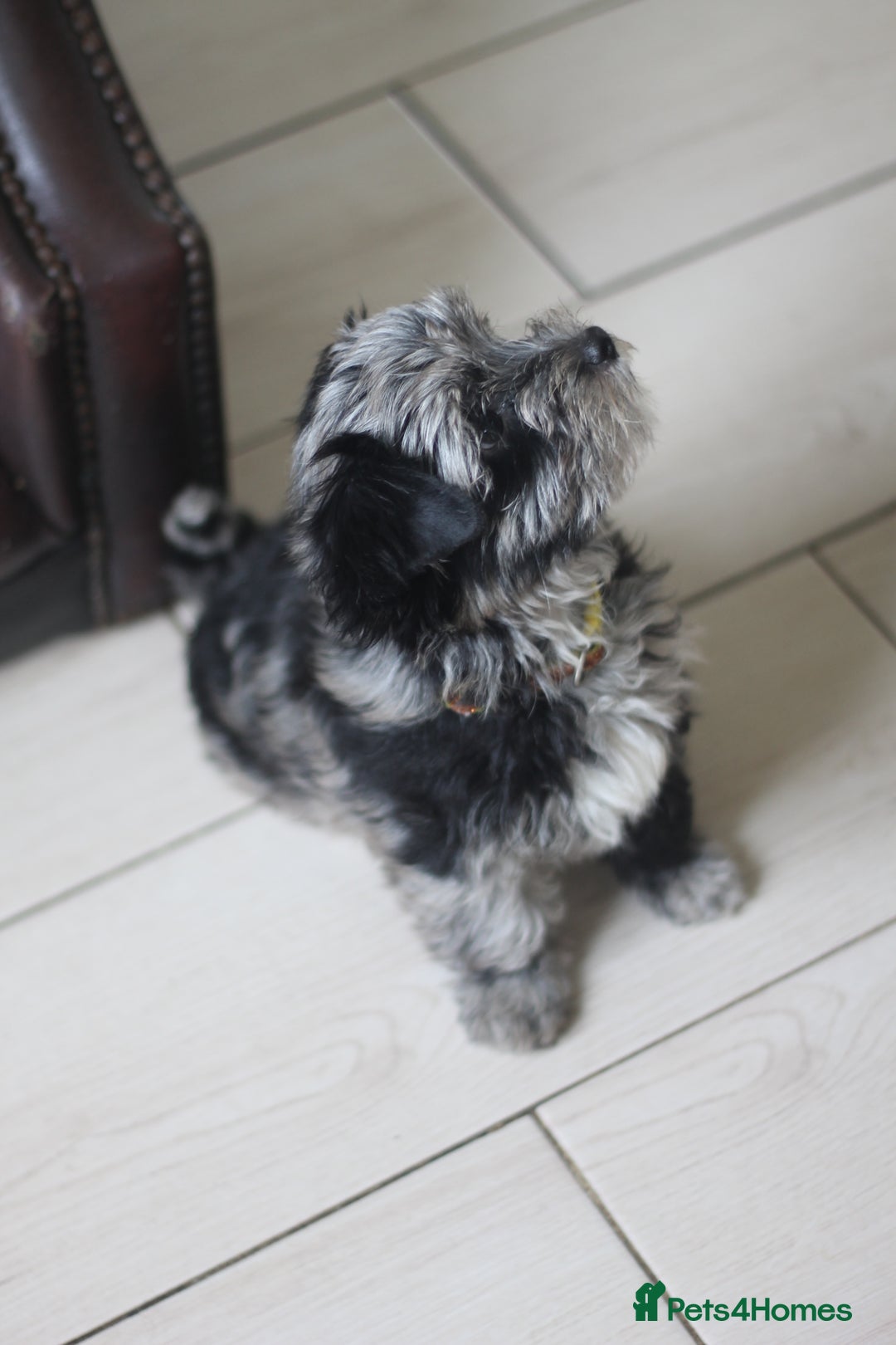 Yorkshire Terrier dogs for sale: Rare Colourful Pedigree Yorkies Certified Breeder - Image 18