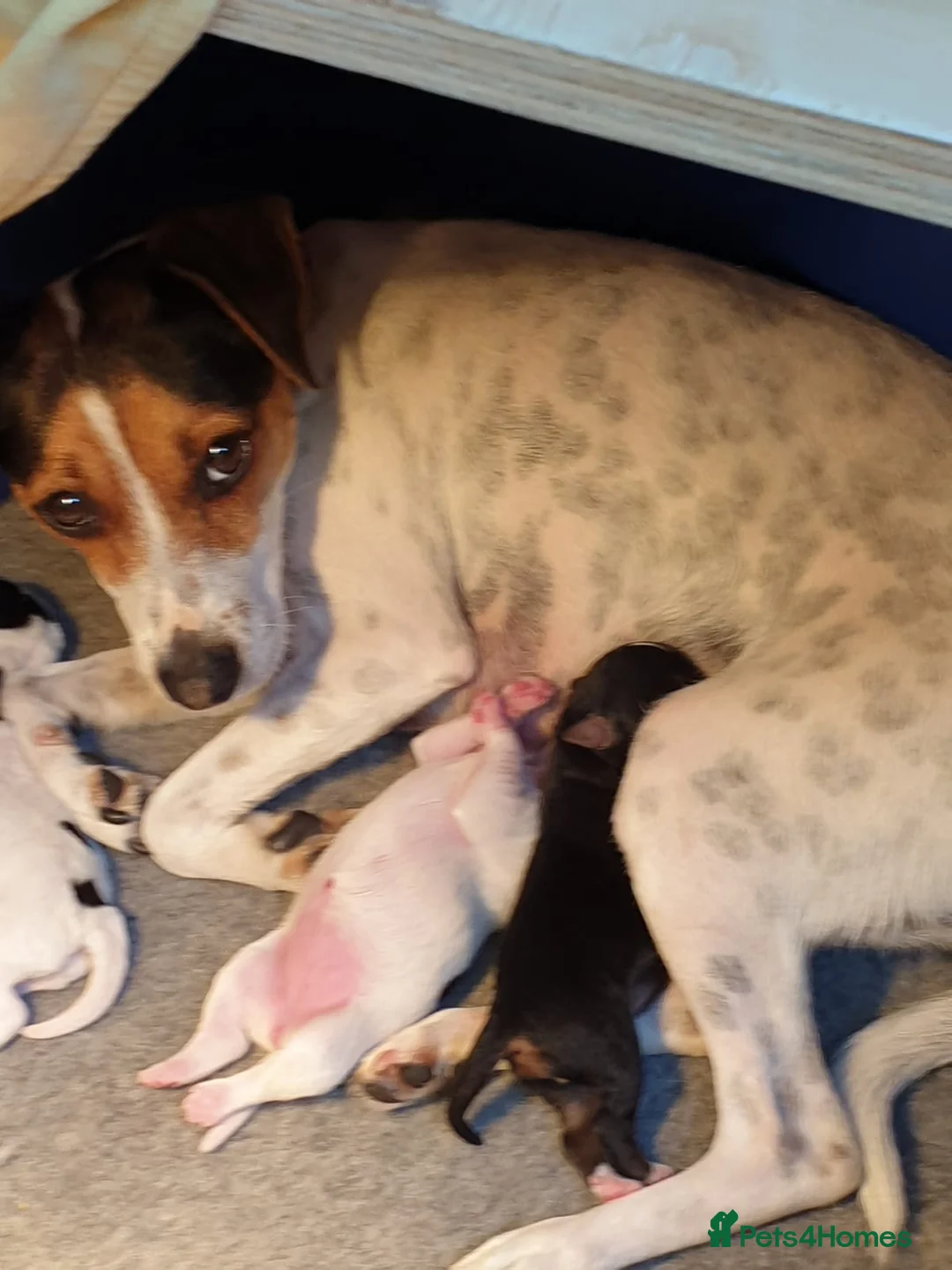 Norfolk Terrier dogs for stud: 3/4 Norfolk x 1/4 Jack Russell proven stud in Burton-on-Trent - Advert 11