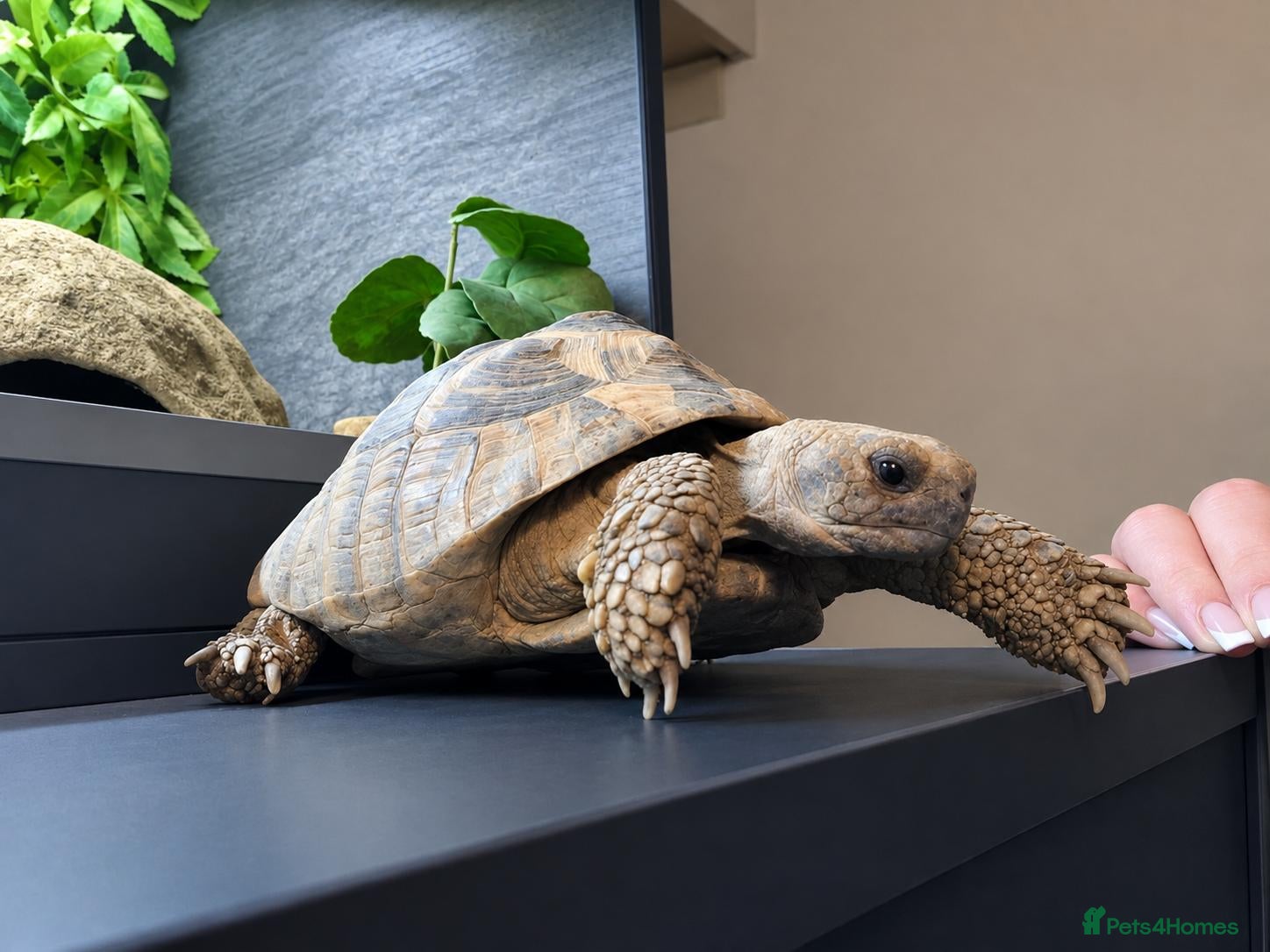 Tortoise reptiles 5 year old male Herman tortoise with set up - Advert 1