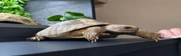 Tortoise reptiles for sale: 5 year old male Herman tortoise with set up - Advert 1