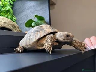 Tortoise reptiles 5 year old male Herman tortoise with set up - Advert 1