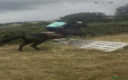 English Thoroughbred horses for sale: Super Sally by name and nature  - Image 3