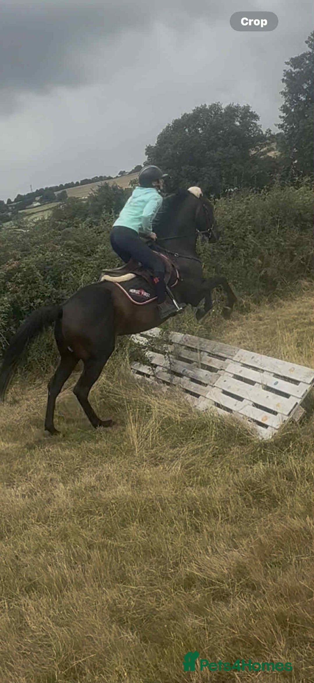 English Thoroughbred horses for sale: Super Sally by name and nature  - Image 3