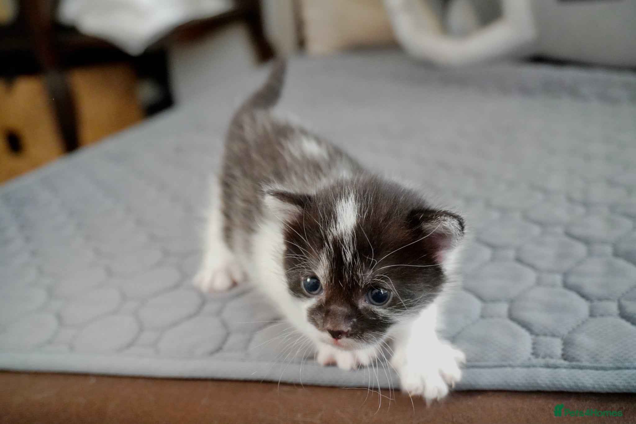 Mixed Breed cats Beautiful kittens looking for loving families - Advert 1