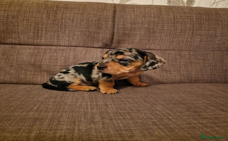 Mixed Breed dogs - Advert 3