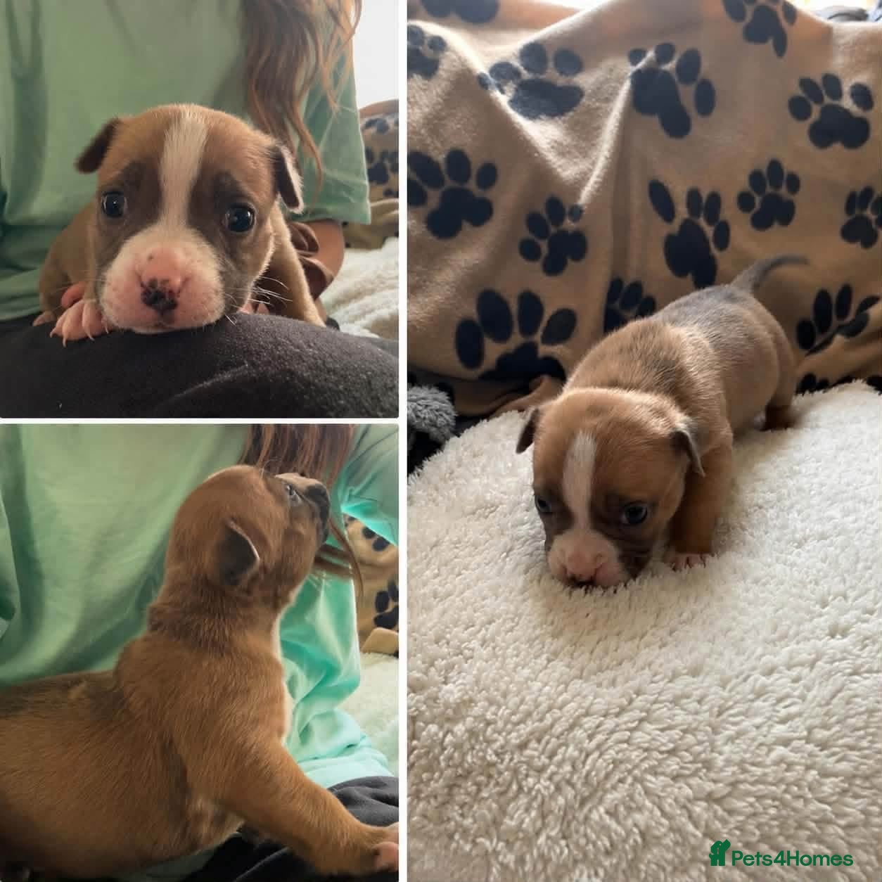 American Bully dogs American pocket bulldogs Hand reared from birth. - Advert 2