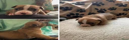 American Bully dogs for sale: American pocket bulldogs Hand reared from birth. - Advert 1
