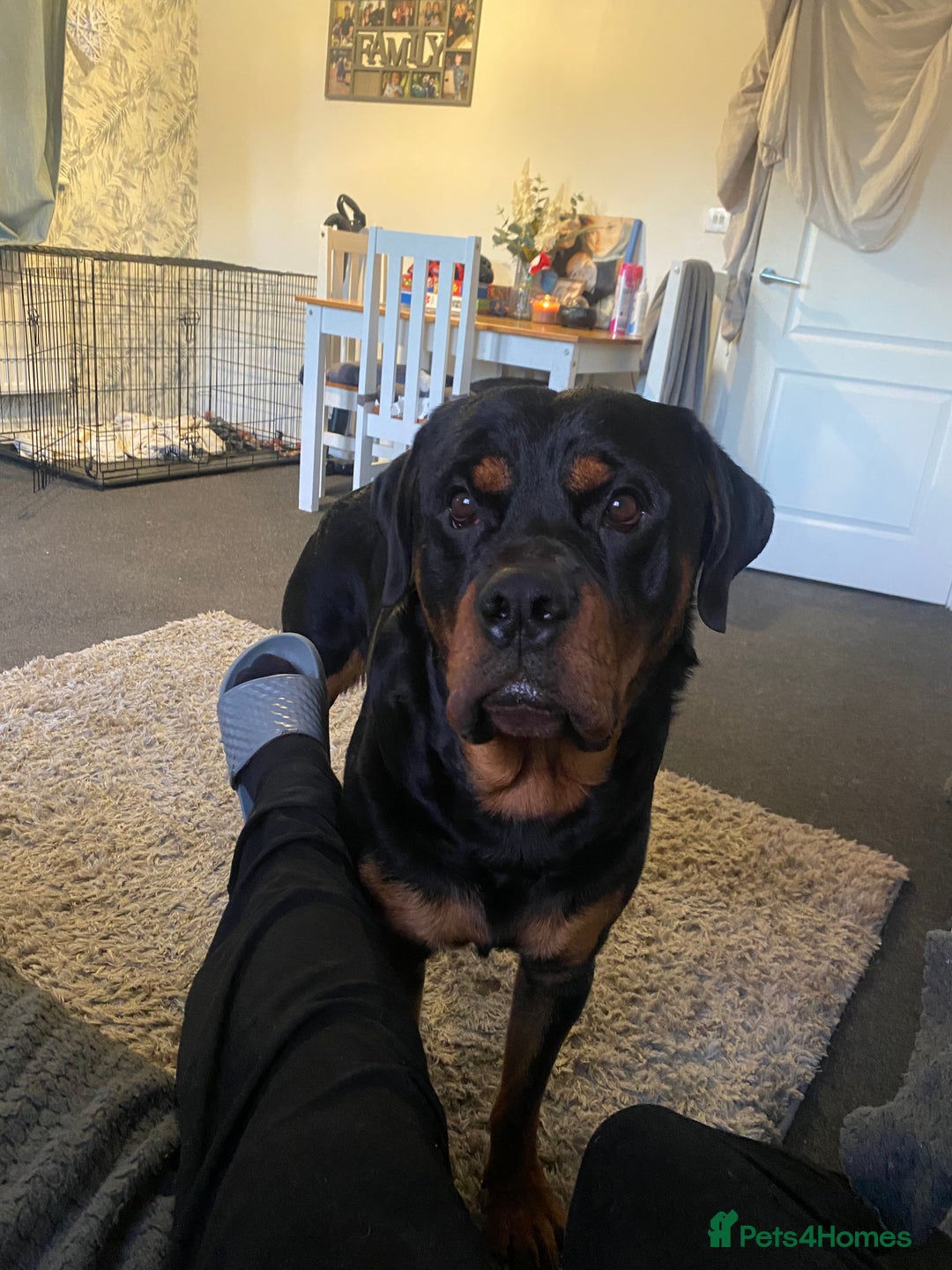 Rottweiler dogs for sale: Beautiful Rottweiler  - Advert 1