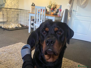 Rottweiler dogs Beautiful Rottweiler - Advert 15