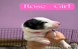 Mixed Breed dogs for sale: Siberian Husky cross Samoyed / Samusky - Image 3