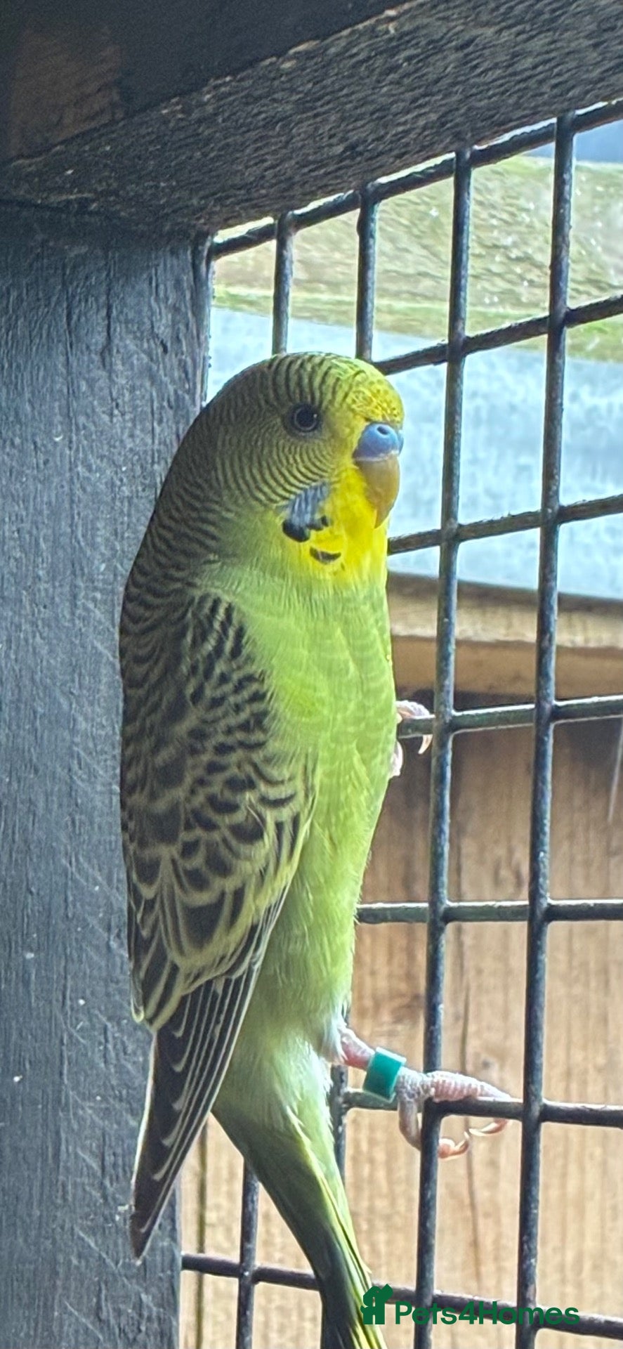 Budgerigars birds Aviary-bred Budgies’s  - Advert 1