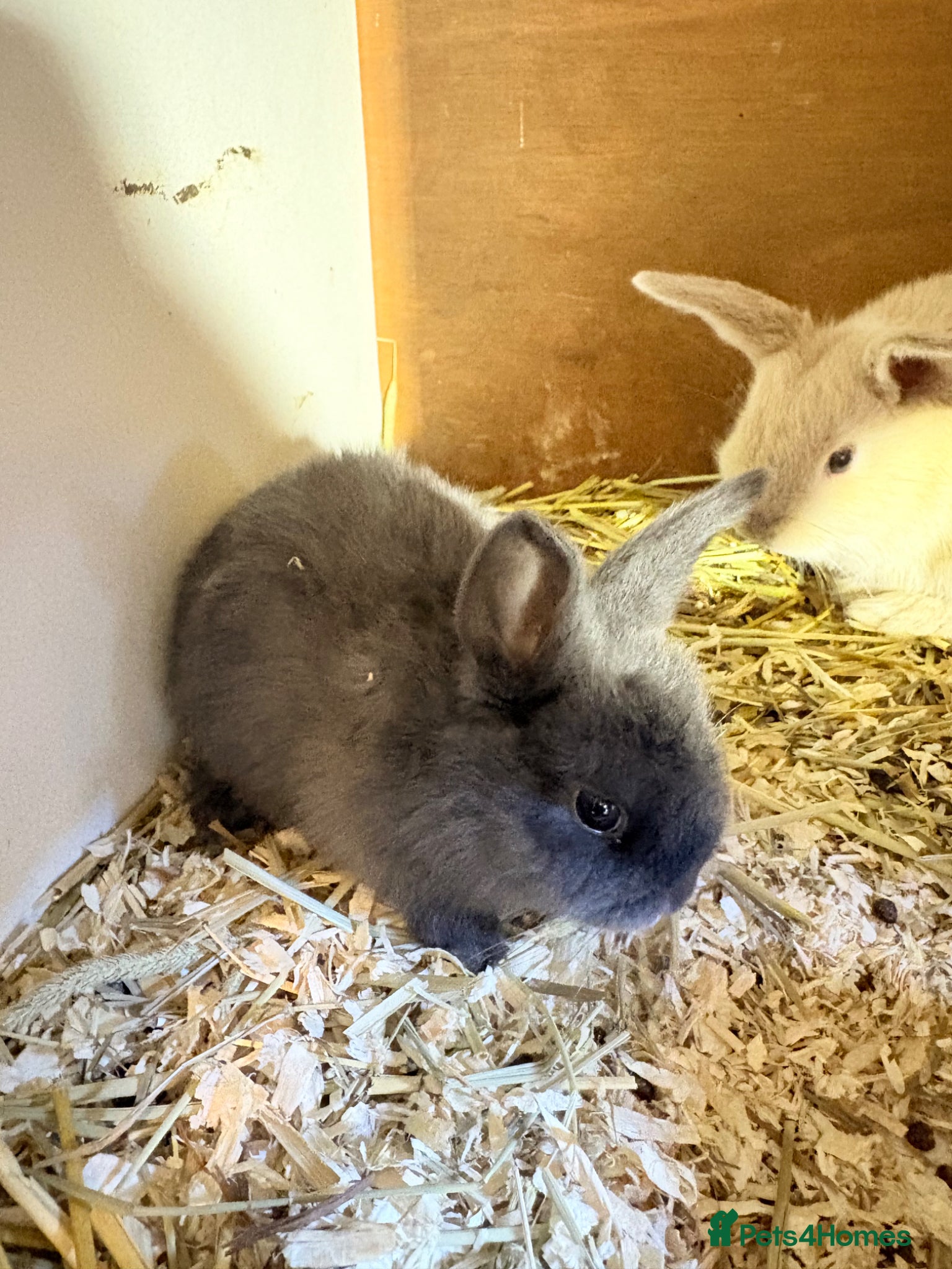 Mini Lop rabbits Mini lop baby rabbits  - Advert 2