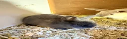 Mini Lop rabbits for sale: Mini lop baby rabbits REDUCED  - Advert 5