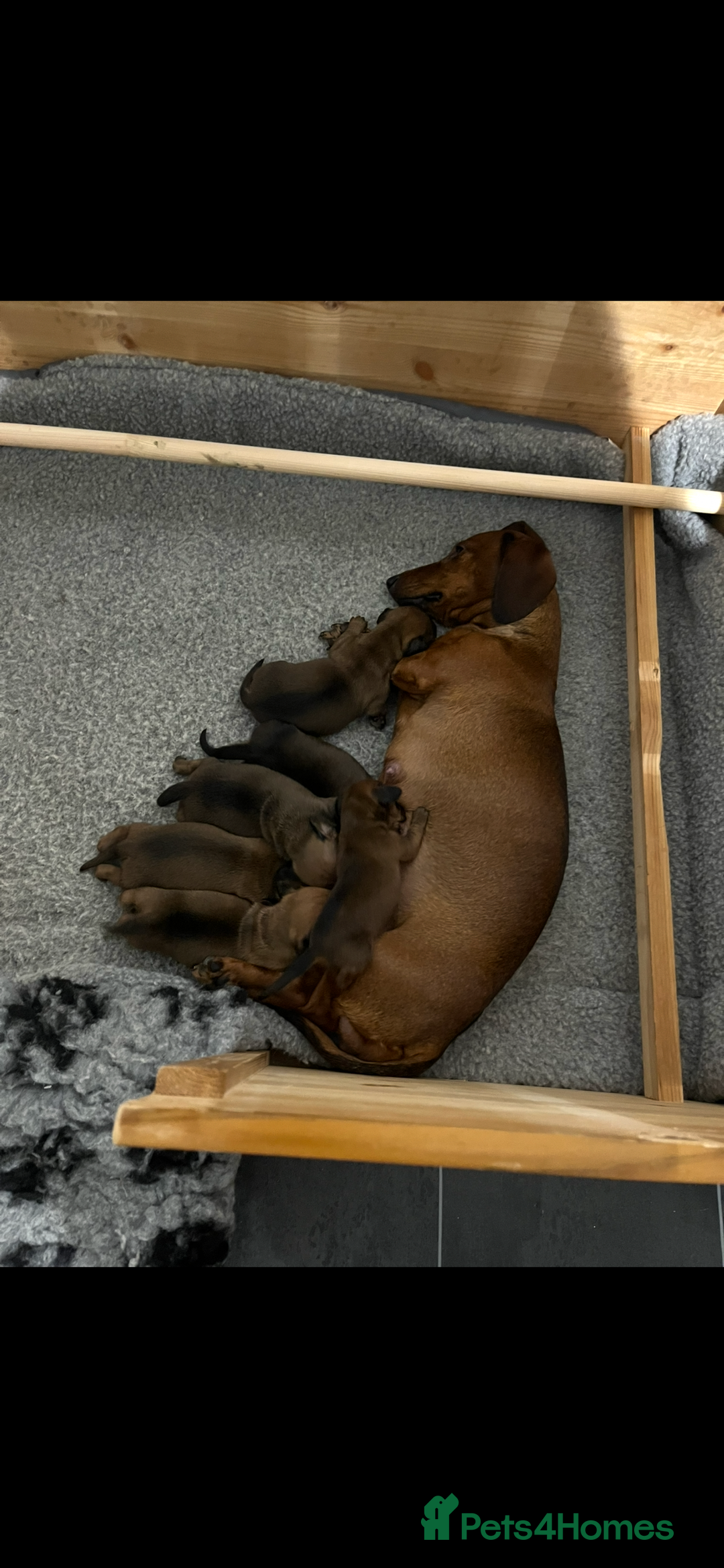 Dachshund dogs for sale: Red dachshund puppies  - Advert 7