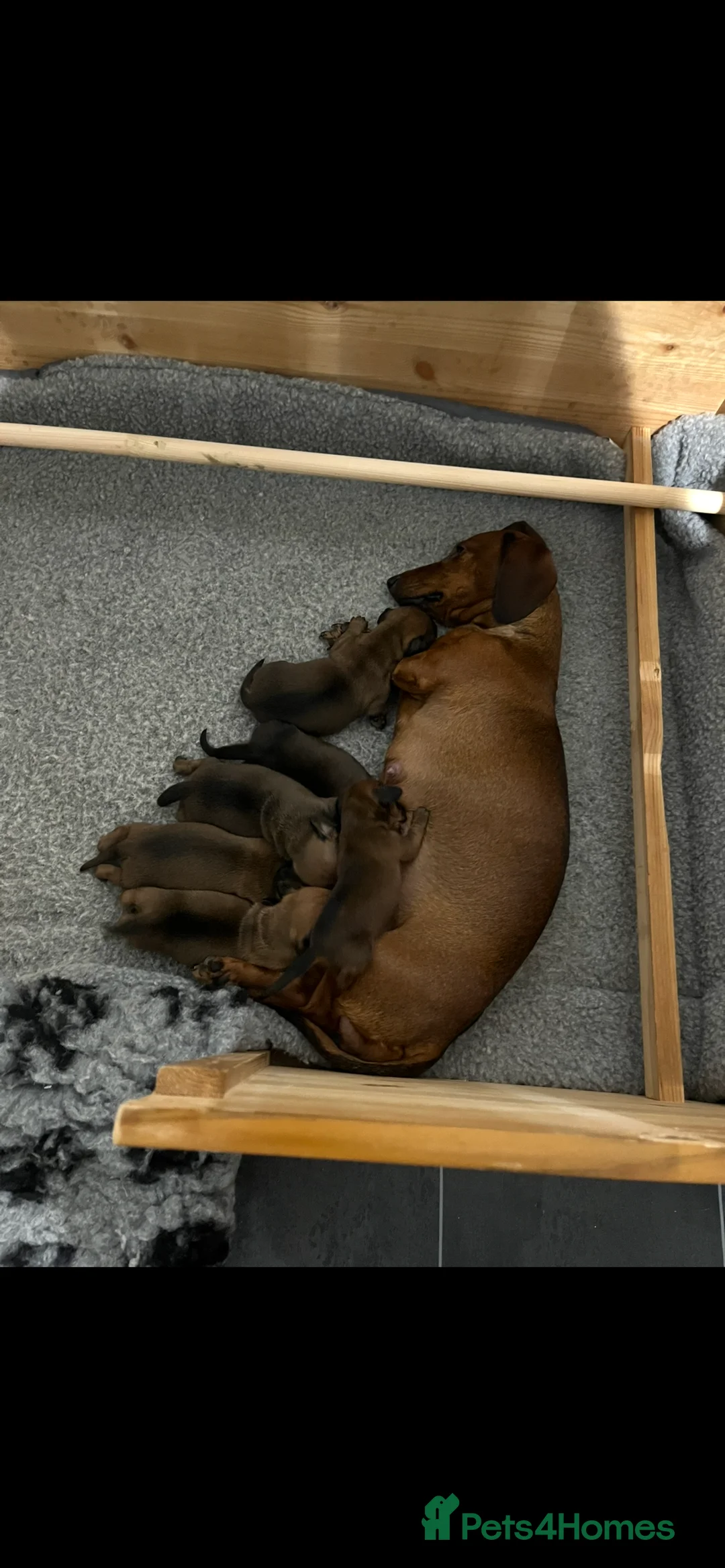 Dachshund dogs for sale: Red dachshund puppies  - Advert 6