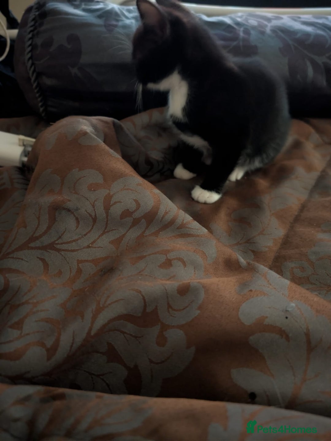 British Shorthair cats for sale: 2 male kittens ready for their new home - Advert 4