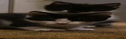 Mixed Breed cats for sale: Kittens for sale  - Advert 2