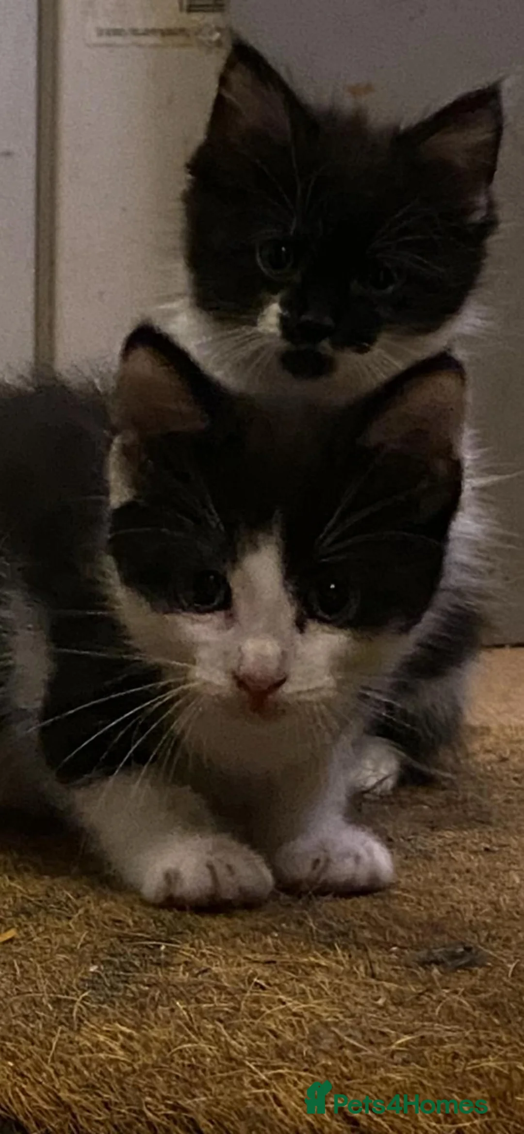 Mixed Breed cats for sale: Kittens for sale  - Advert 2
