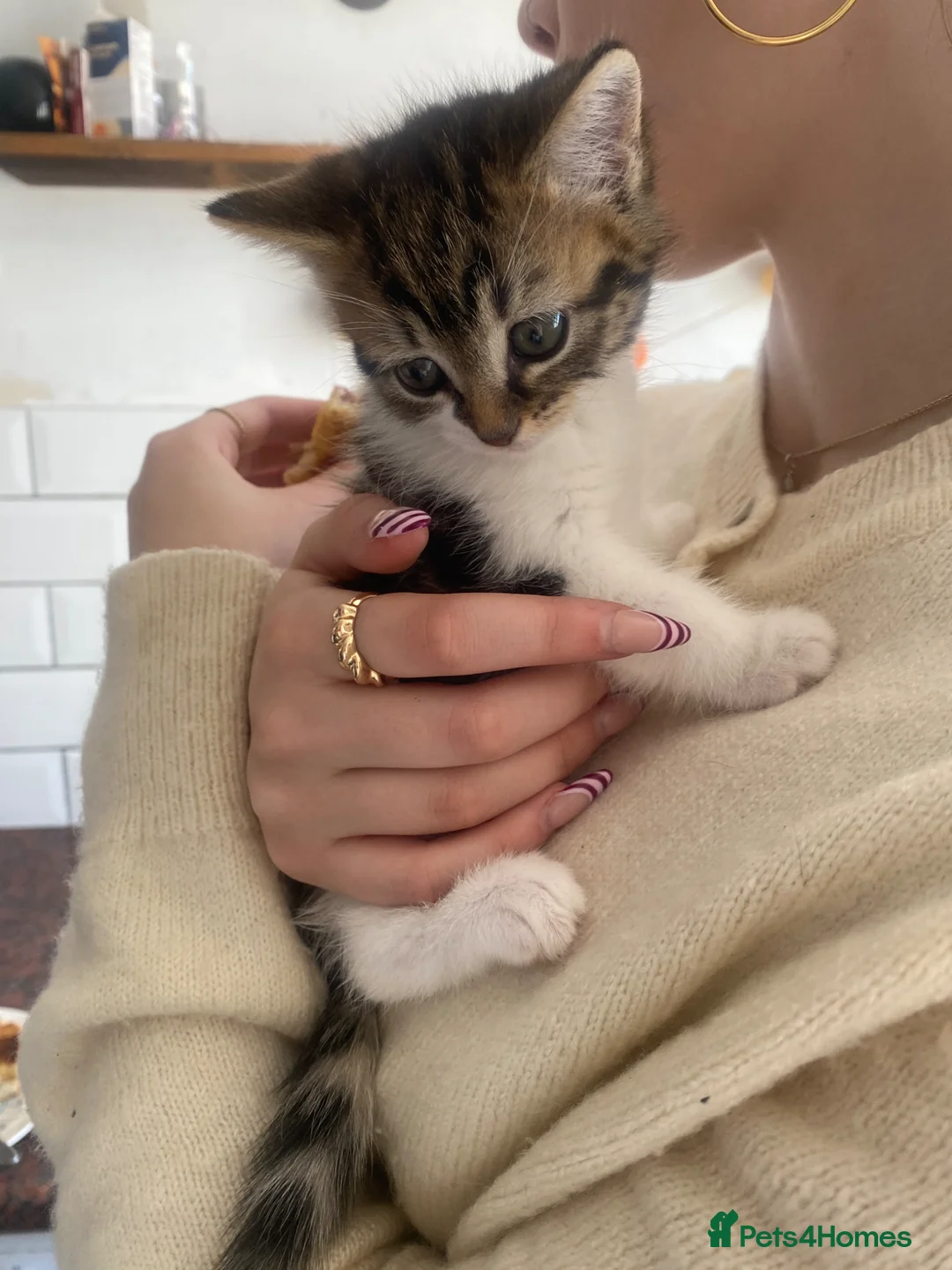 Mixed Breed cats for sale: 1 female kitten left for sale portsmouth - Advert 8