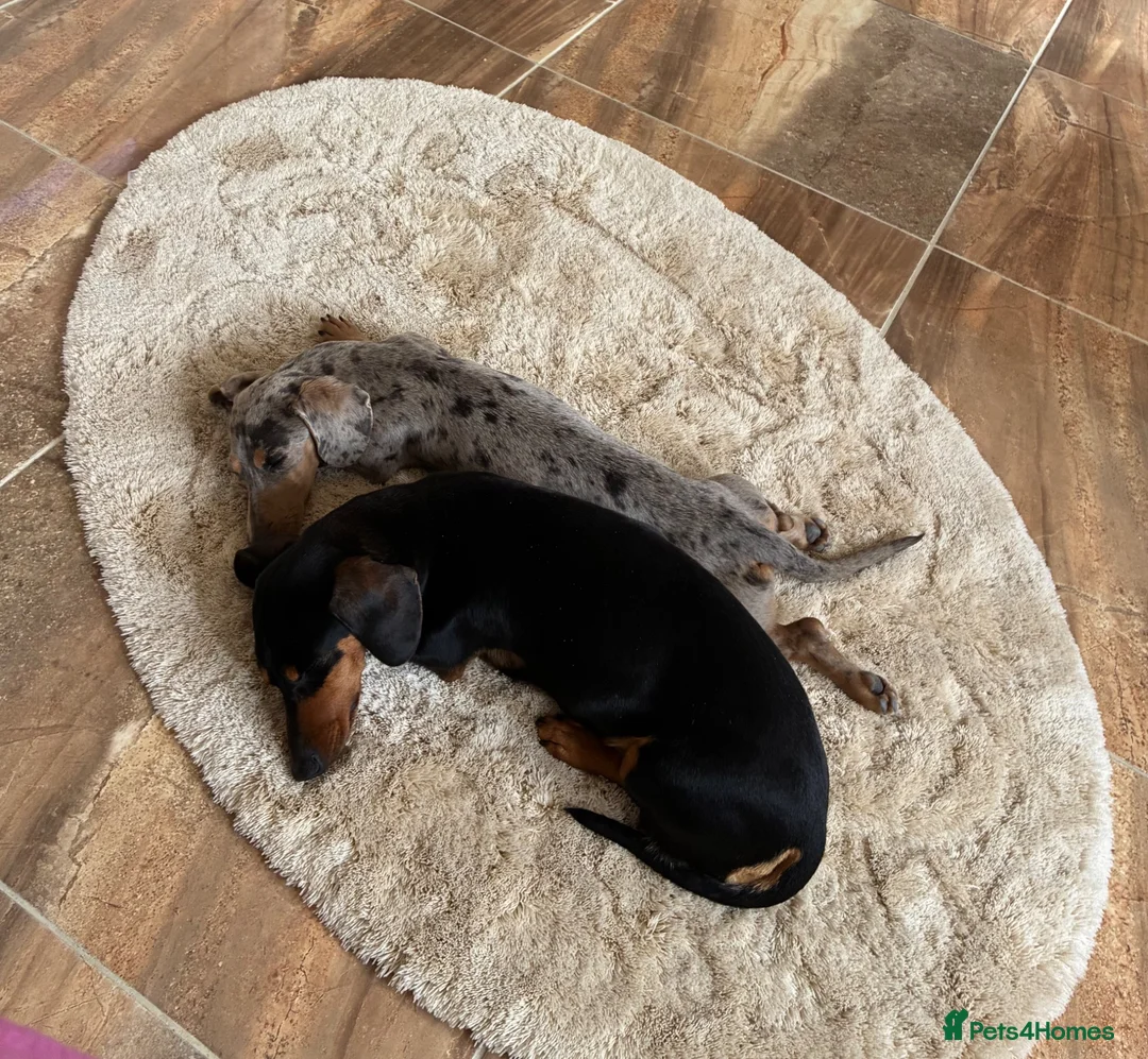 Dachshund dogs for sale: Dachshund  in Market Harborough - Advert 1