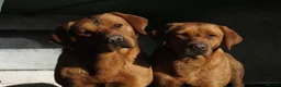 Labrador Retriever dogs for sale: KC REGISTERED FOX RED LABRADOR PUPPIES  - Advert 5