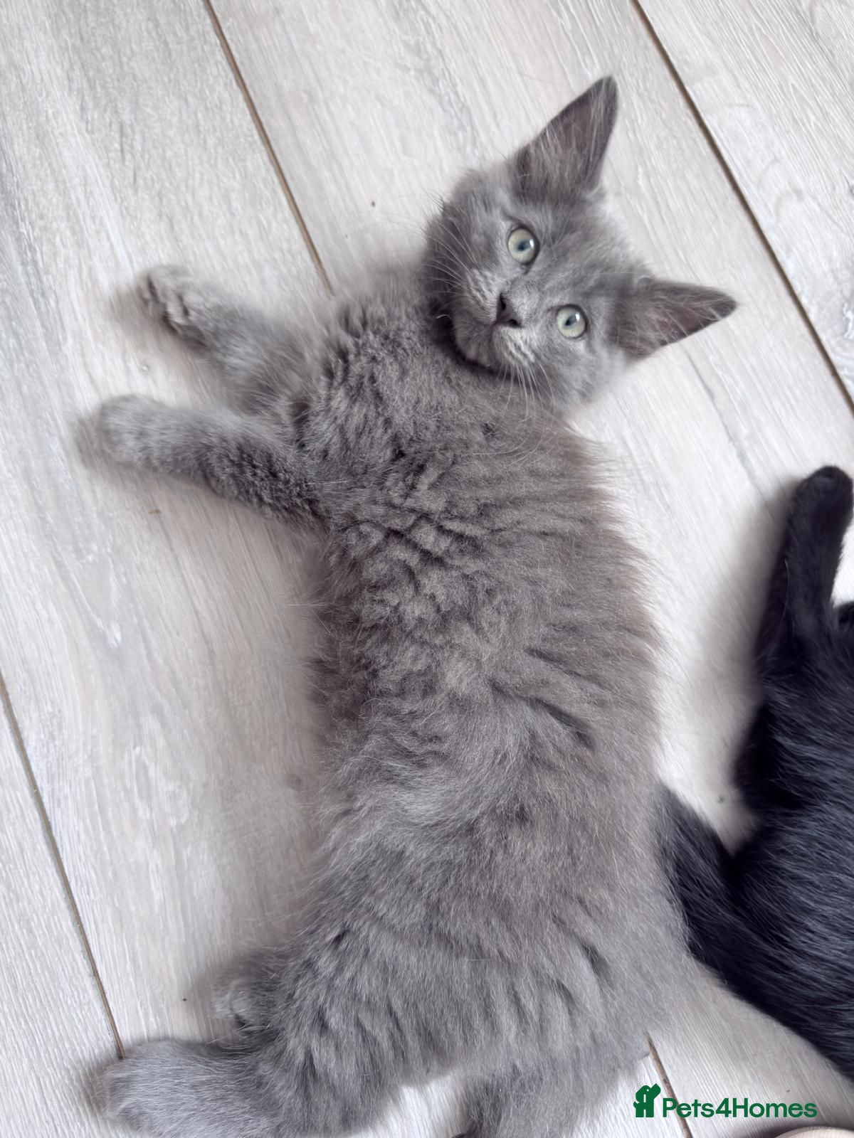 British Longhair cats GREY FLUFFY KITTEN* NEED TO GO ASAP* - Advert 3