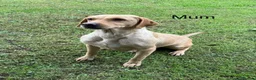Labrador Retriever dogs for sale: Fox red & Yellow Labrador Puppies  - Advert 21