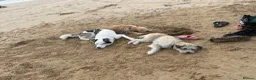 Mixed Breed dogs for sale: Labradoodle × Siberian Husky Puppies - Advert 11