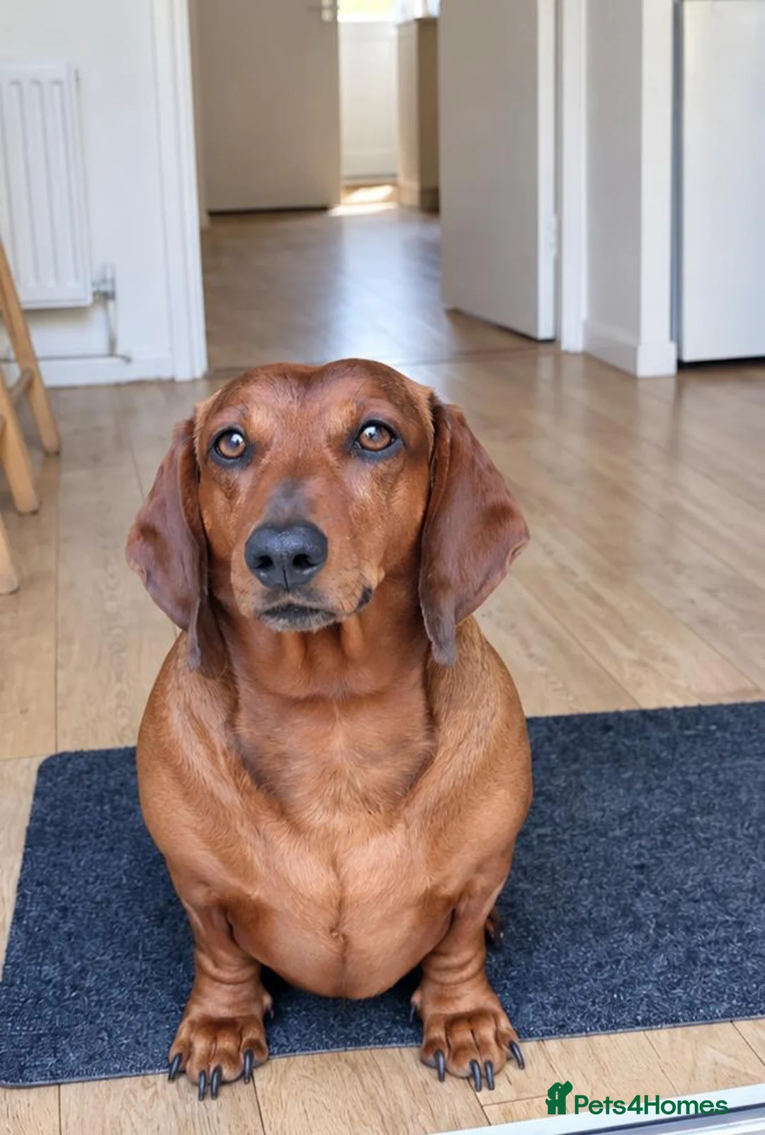 Dachshund dogs for sale: 2x dachshunds in Bristol - Advert 6