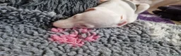 Whippet dogs for sale: Heart and DNA tested Blue Parti Whippet Puppies. - Advert 20