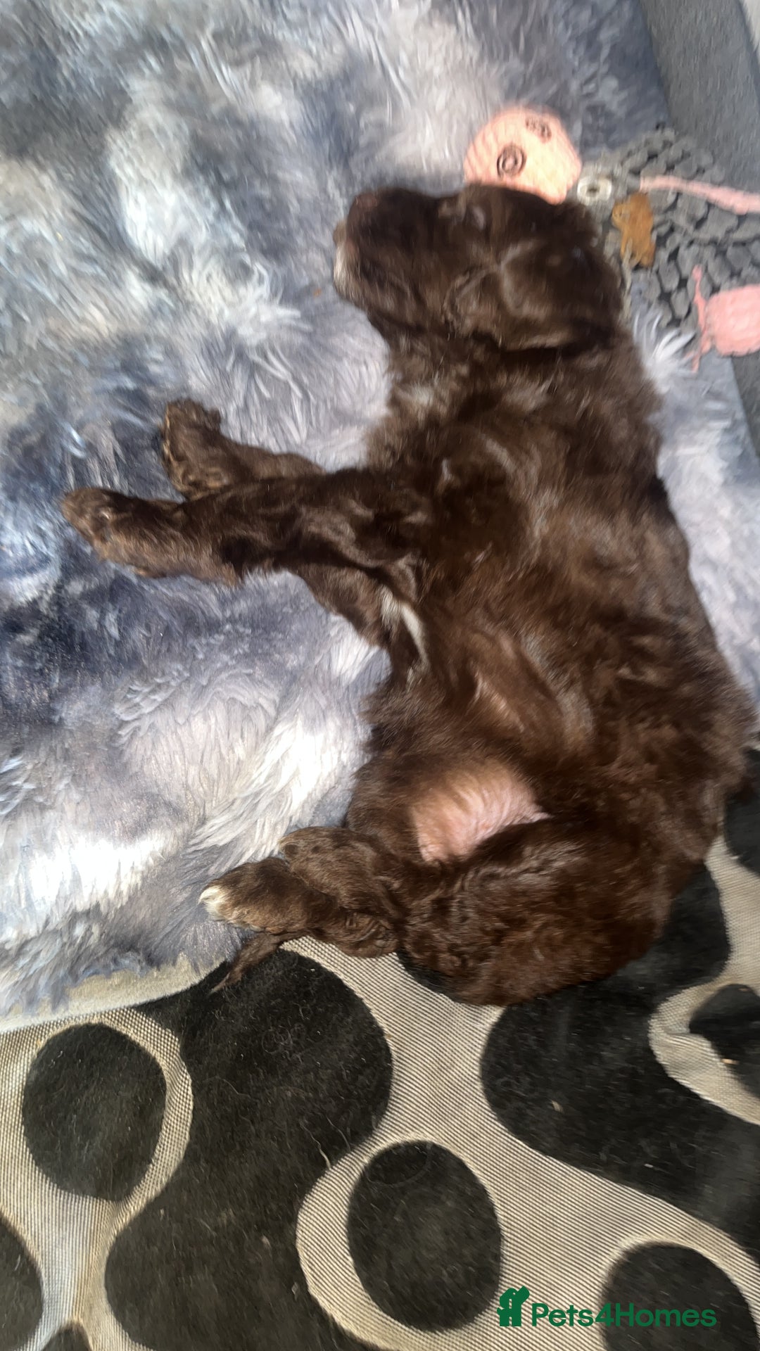 Labradoodle dogs for sale: 🐾Stunning Mini Labradoodle F1b Pups DNA Check🐾  - Image 33