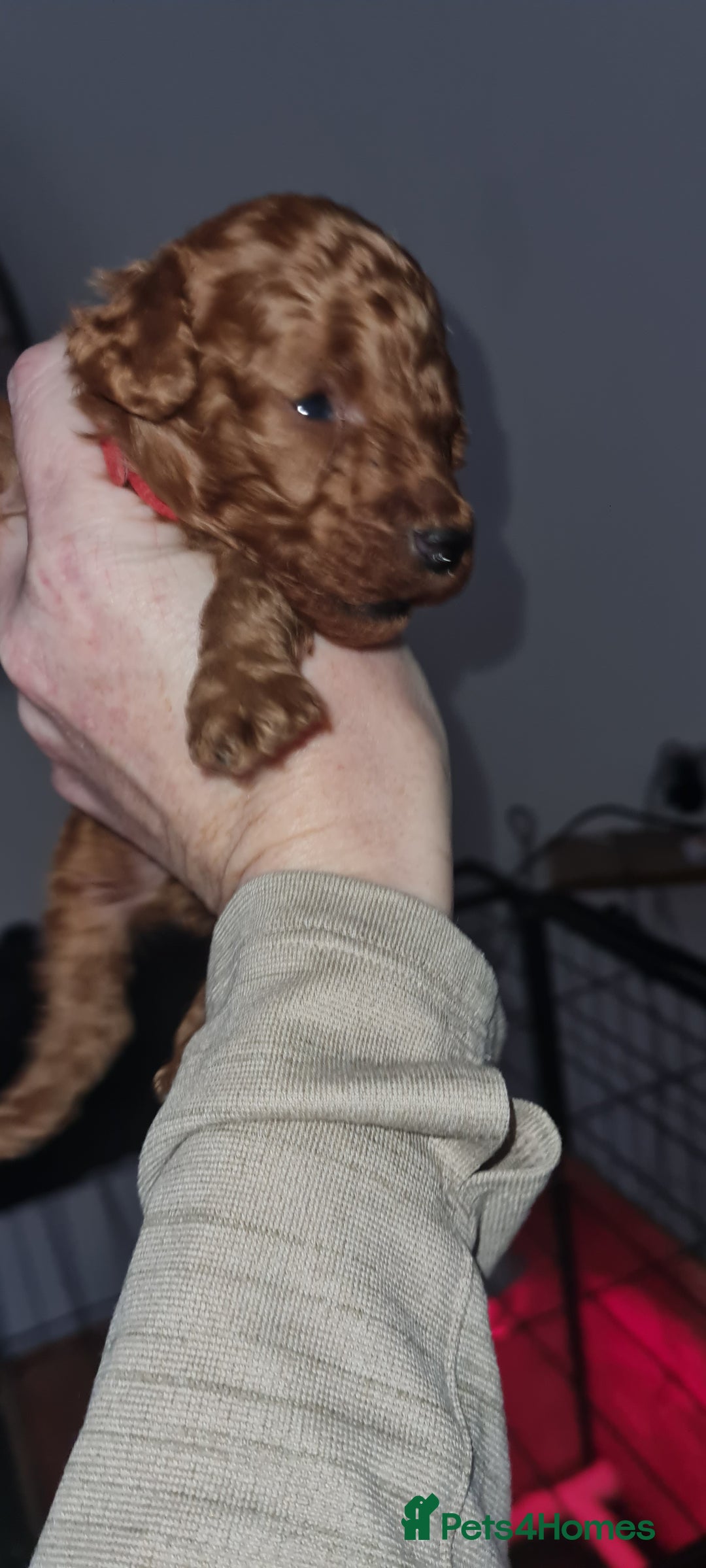 Toy Poodle dogs for sale: Toy miniature poodle - Advert 8
