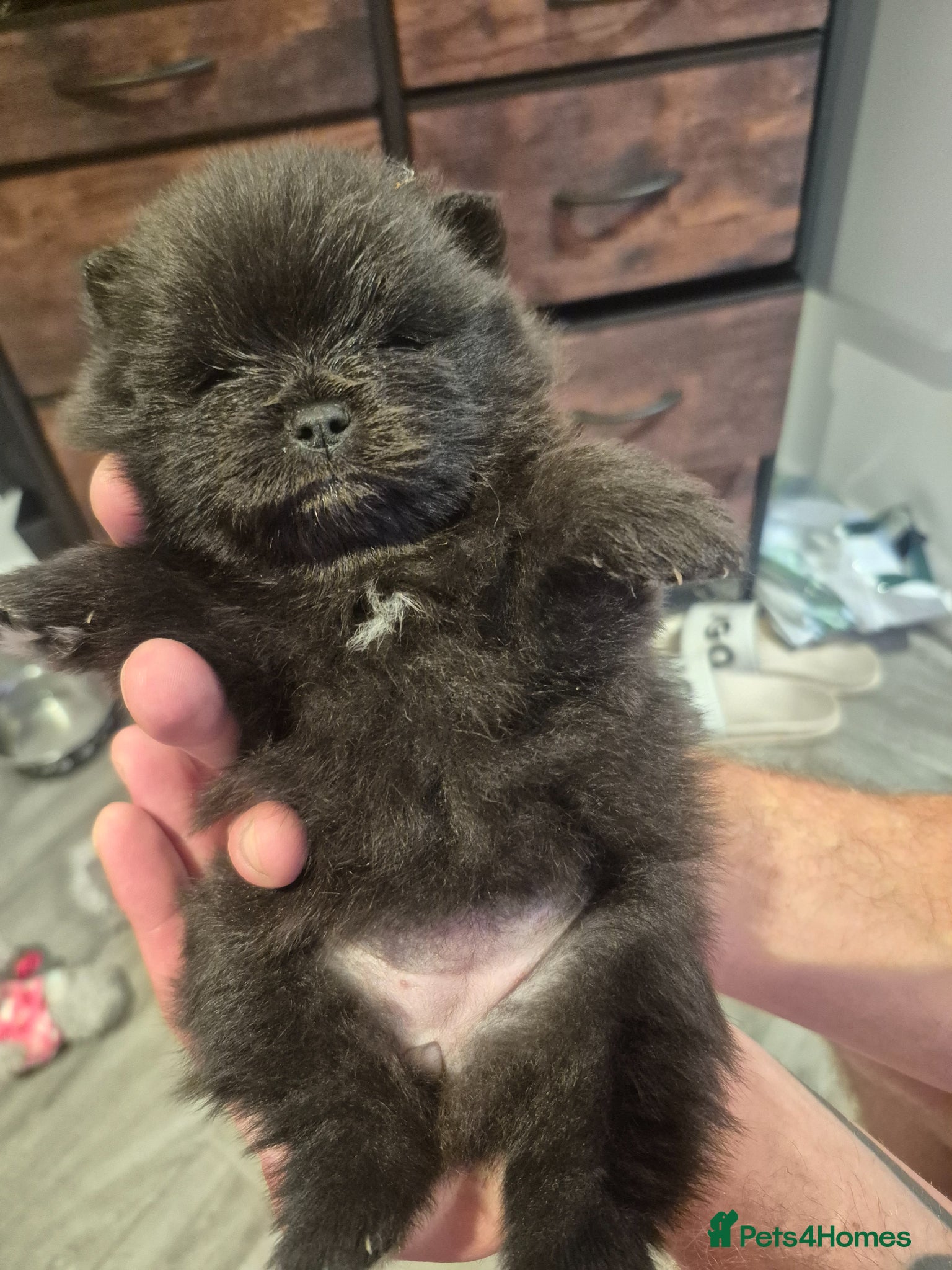Pomeranian dogs for sale: Mini pomeranian puppies excel Russian bloodlines - Advert 28