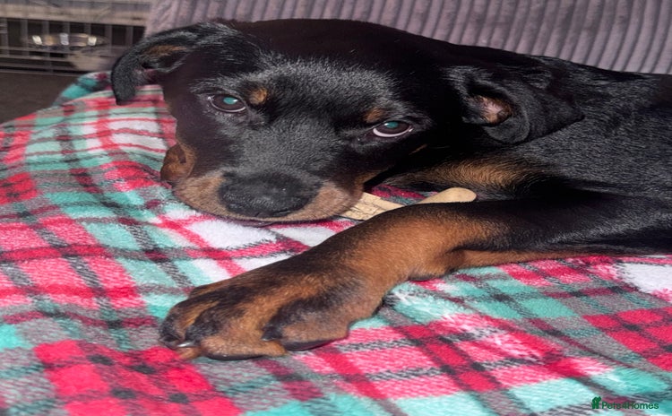 Rottweiler dogs - Advert 7