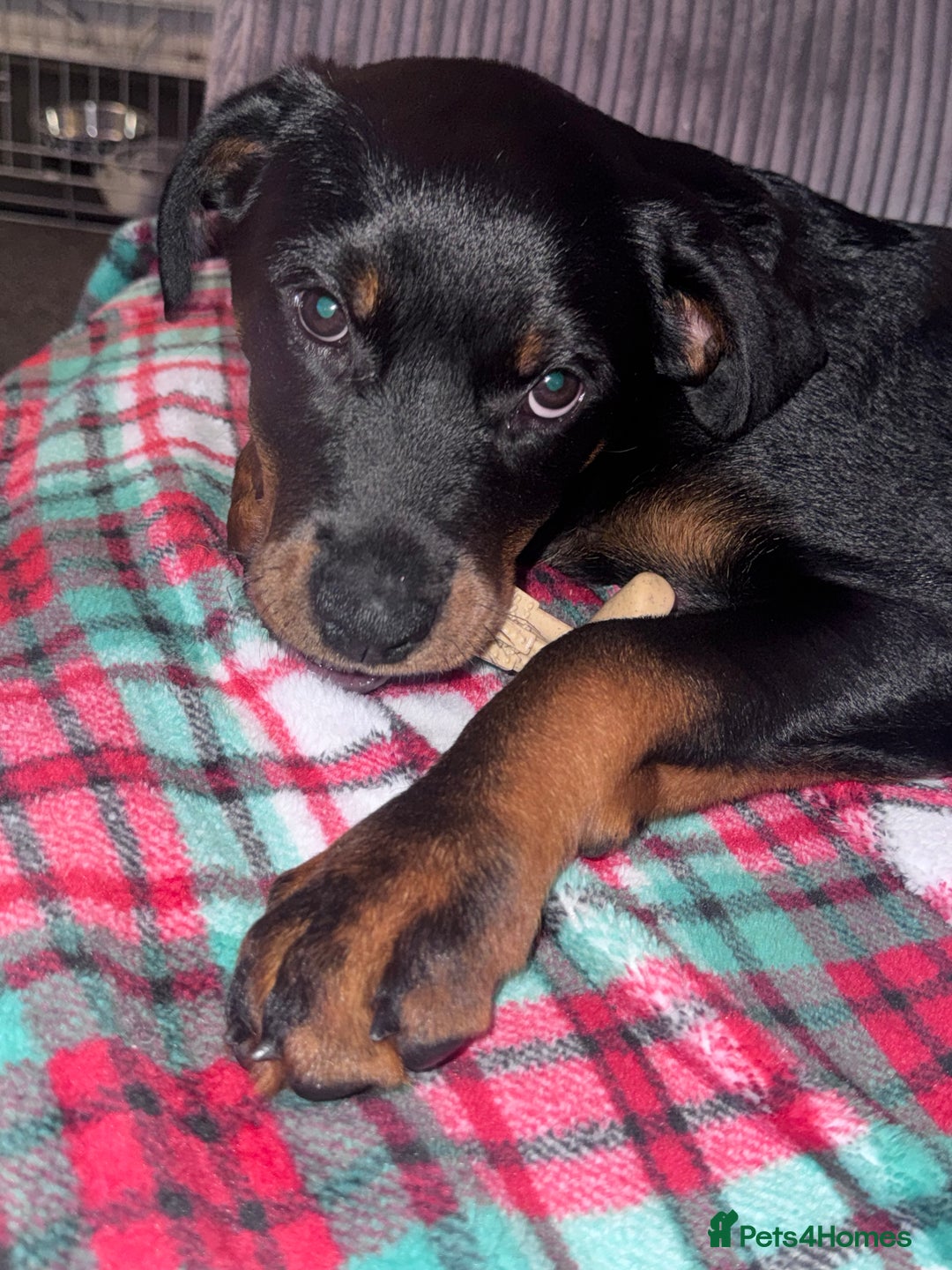 Rottweiler dogs for sale: Rottweiler puppy born 12th June 2025 - Image 1