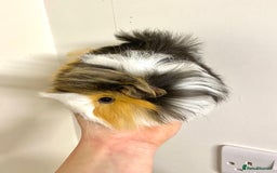 Guinea Pig rodents for sale: Long haired Guinea Pigs For Sale - Image 6