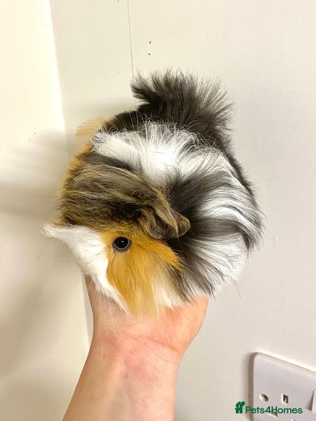 Guinea Pig rodents for sale: Long haired Guinea Pigs For Sale - Image 6
