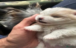 Pomeranian dogs for sale: KC Reg Pomeranian Girls - Image 23