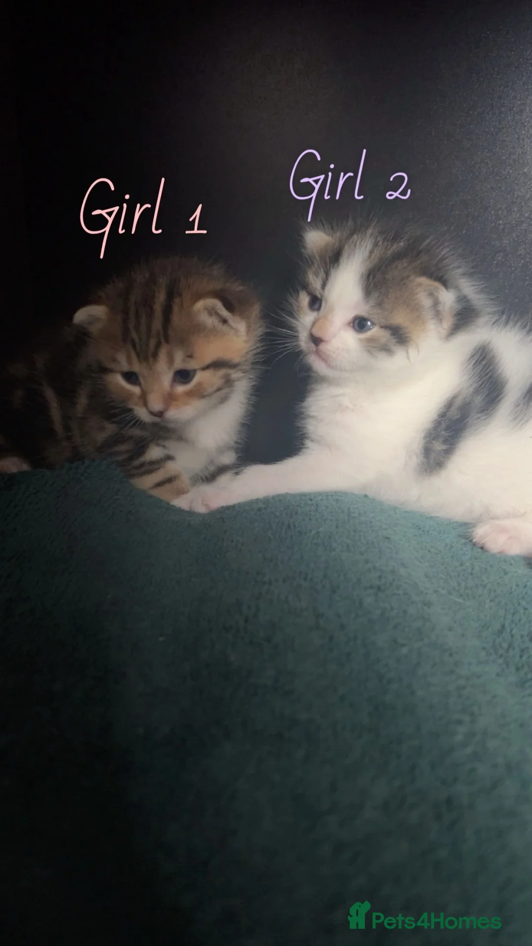 Mixed Breed cats for sale: Mixed breed tabby kittens  in Smethwick - Advert 7