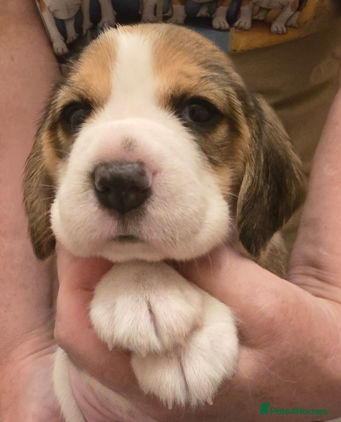 Beagle dogs KC registered Tri Beagle bitch pup Champion lines - Advert 1